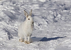 A White Snowshoe hare or Varying hare sitting in the snow in winter in Canada