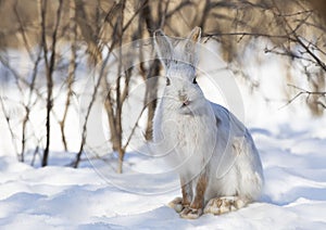 A white Snowshoe hare or Varying hare standing in the freshly fallen snow in winter in Ottawa, Canada