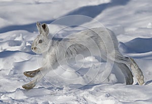 A White snowshoe hare or Varying hare running through the winter snow in Canada photo