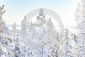 White snowy birches in wintry forest in sunshine