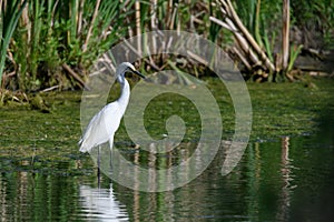 White Snowy Egret