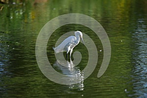 White Snowy Egret