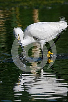 White Snowy Egret