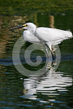 White Snowy Egret