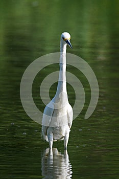White Snowy Egret