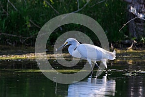 White Snowy Egret