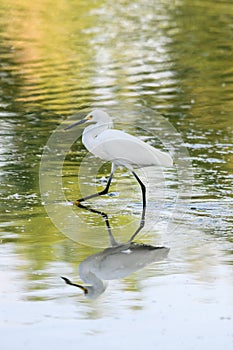 White Snowy Egret