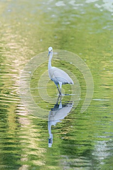 White Snowy Egret