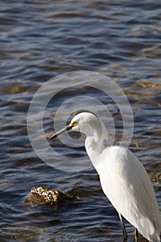 Wildlife Series - Snowy Egret - Egretta Thula photo