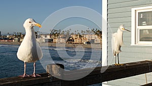 White snowy egret on pier railings, California USA. Ocean beach, sea water waves. Coastal heron bird