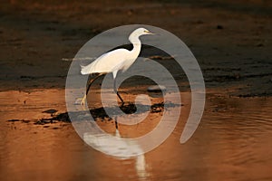 White Snowy Egret stalks prey at dusk
