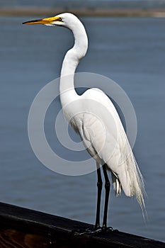 Snowy egret in Florida photo