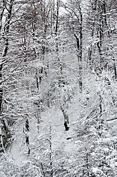 A white snowy forest background. Small branches covered in snow. Seen from cable car at Cerro Bayo Bayo Hill, Villa La Angostura photo