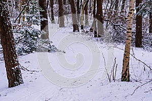 White snowy forest path, the woods in winter season, road and trees covered in white snow, Dutch forest landscape scenery