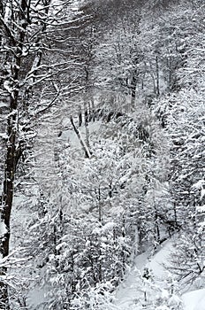 A white snowy forest with trees and vegetation covered in snow. Seen from cable car at Cerro Bayo Bayo Hill, Villa La Angostura photo