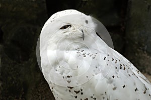 White snowy owl