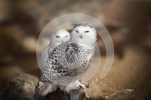 White snowy owl