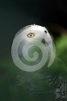 White Snowy Owl 3