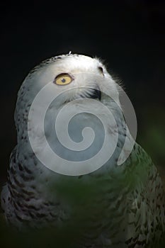 White Snowy Owl 4