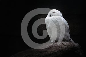 White Snowy Owl