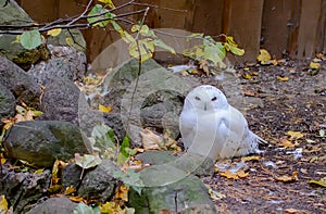 White Snowy Owl Bubo scandiacus, also known as the polar owl, the white owl and the Arctic owl