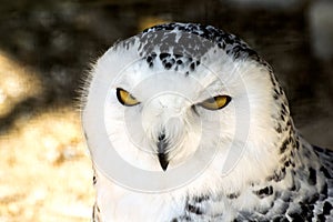 White snowy owl