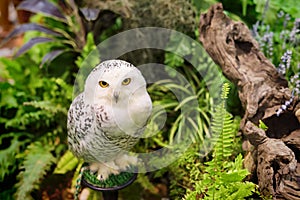 white snowy owl at the garden