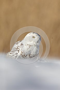 White Snowy owl, Nyctea scandiaca, with yellow eyes sitting on the snow during cold winter