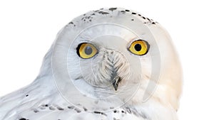 White snowy owl with yellow eyes isolated on white background