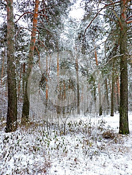 White  snowy trees, plants and  pines  in december forest