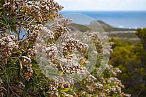 White, soft budded plant blowing in the wind in Cape Point.