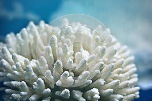 White soft coral Sinularia, marine life, close up underwater