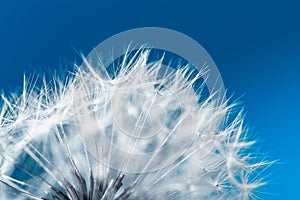 White soft dandelion seeds macro shot on a blue background