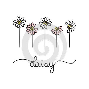White and soft pink daisy flowers vector