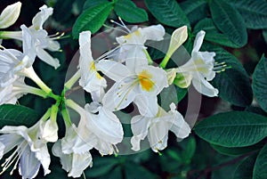 White, soft yellow pistil rhododendron flowers, blurry leaves background