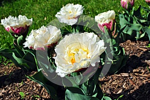 White soft yellow tulip terry Foxy Foxtrot flowers blooming, blurry green grass background, close up detail in the flowering