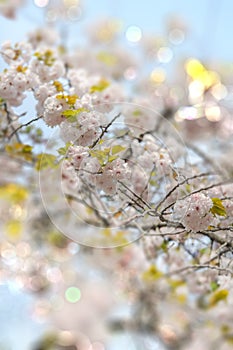 White Somei Yoshino cherry blossoms in bloom with pale bokeh til