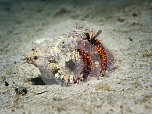 White Sopt Hermit Crab - Dardanus megistos