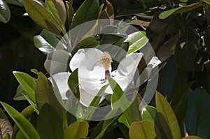 White southern magnolia bloom surrounded by leaves