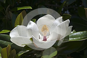 White southern magnolia bloom surrounded by leaves