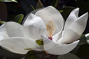 White southern magnolia bloom surrounded by leaves