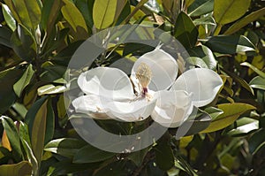 White southern magnolia bloom surrounded by leaves