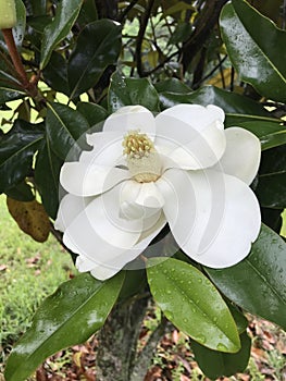 White Southern Magnolia Blossom Center Stamens Closeup - Grandiflora - Native Trees