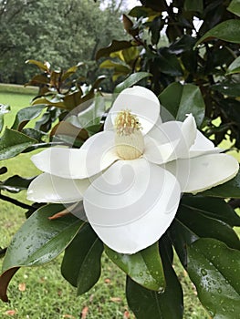 White Southern Magnolia Blossom Center Stamens Closeup - Grandiflora - Native Trees