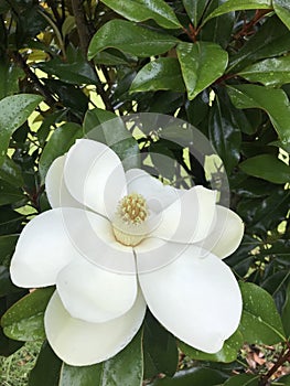 White Southern Magnolia Blossom Center Stamens Closeup - Grandiflora - Native Trees