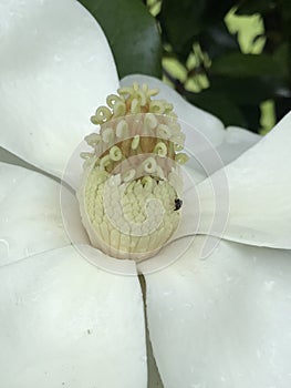 White Southern Magnolia Blossom Center Stamens Closeup - Grandiflora - Native Trees