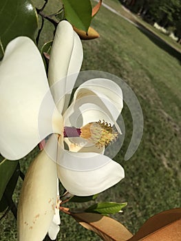 White Southern Magnolia Blossom Closeup - Grandiflora - Native Trees