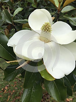 White Southern Magnolia Blossom - Grandiflora - Native Trees