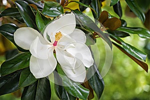 White southern magnolia flower blossom photo