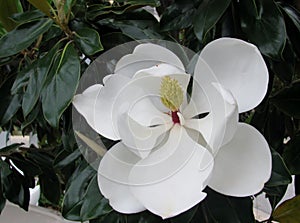 White Southern magnolia or Magnolia grandiflora flower on green tree